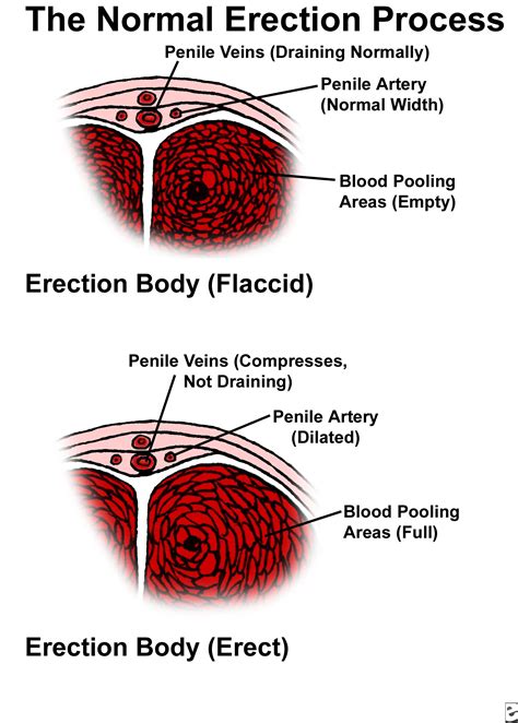 boner images|Penis: Anatomy, Picture, Erection, and Ejaculation